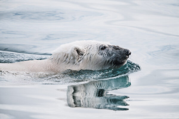 How To Run A Polar Plunge Fundraiser