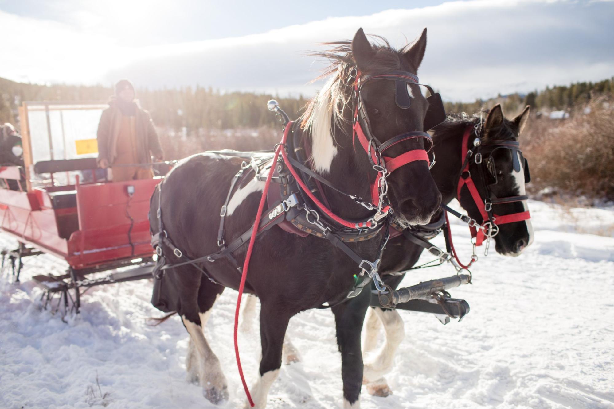 A pair of horses pulls a sleigh over snowy ground