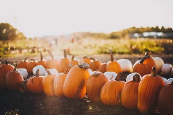 Best Fall Festival Fundraising Ideas 